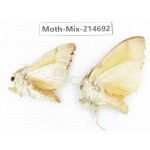 Moths sp. China, Guizhou, Qiandongnan, Congjiang county.2Pcs. Moth-Mix-214692.