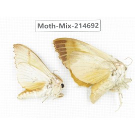 Moths sp. China, Guizhou, Qiandongnan, Congjiang county.2Pcs. Moth-Mix-214692.