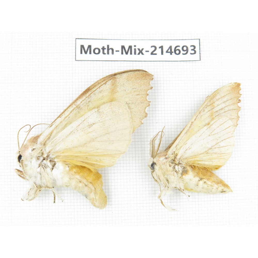Moths sp. China, Guizhou, Qiandongnan, Congjiang county.2Pcs. Moth-Mix-214693.