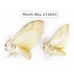 Moths sp. China, Guizhou, Qiandongnan, Congjiang county.2Pcs. Moth-Mix-214693.