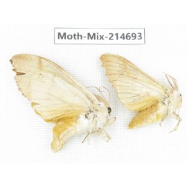 Moths sp. China, Guizhou, Qiandongnan, Congjiang county.2Pcs. Moth-Mix-214693.