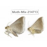Moths sp. China, Guizhou, Qiandongnan, Congjiang county.2Pcs. Moth-Mix-214713.