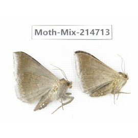 Moths sp. China, Guizhou, Qiandongnan, Congjiang county.2Pcs. Moth-Mix-214713.
