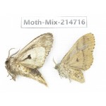 Moths sp. China, Guizhou, Qiandongnan, Congjiang county.2Pcs. Moth-Mix-214716.