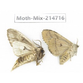 Moths sp. China, Guizhou, Qiandongnan, Congjiang county.2Pcs. Moth-Mix-214716.