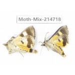 Moths sp. China, Guizhou, Qiandongnan, Congjiang county.2Pcs. Moth-Mix-214718.