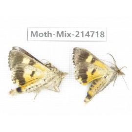 Moths sp. China, Guizhou, Qiandongnan, Congjiang county.2Pcs. Moth-Mix-214718.
