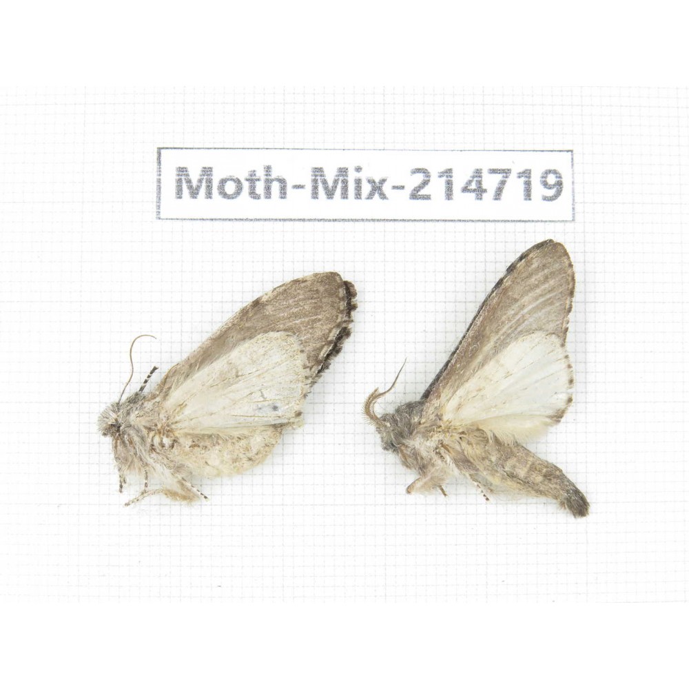Moths sp. China, Guizhou, Qiandongnan, Congjiang county.2Pcs. Moth-Mix-214719.