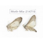 Moths sp. China, Guizhou, Qiandongnan, Congjiang county.2Pcs. Moth-Mix-214719.