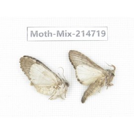 Moths sp. China, Guizhou, Qiandongnan, Congjiang county.2Pcs. Moth-Mix-214719.