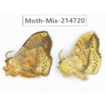 Moths sp. China, Guizhou, Qiandongnan, Congjiang county.2Pcs. Moth-Mix-214720.