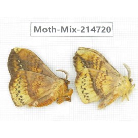 Moths sp. China, Guizhou, Qiandongnan, Congjiang county.2Pcs. Moth-Mix-214720.