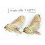 Moths sp. China, Guizhou, Qiandongnan, Congjiang county.2Pcs. Moth-Mix-214723.