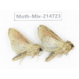 Moths sp. China, Guizhou, Qiandongnan, Congjiang county.2Pcs. Moth-Mix-214723.