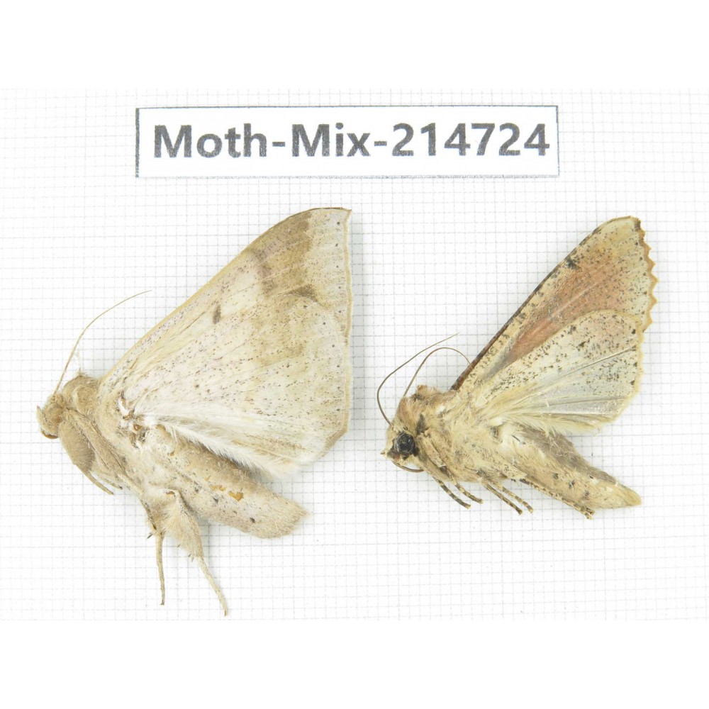 Moths sp. China, Guizhou, Qiandongnan, Congjiang county.2Pcs. Moth-Mix-214724.