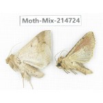 Moths sp. China, Guizhou, Qiandongnan, Congjiang county.2Pcs. Moth-Mix-214724.