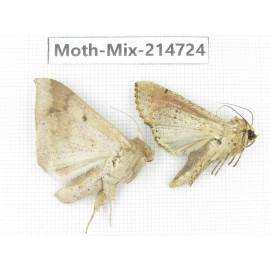 Moths sp. China, Guizhou, Qiandongnan, Congjiang county.2Pcs. Moth-Mix-214724.