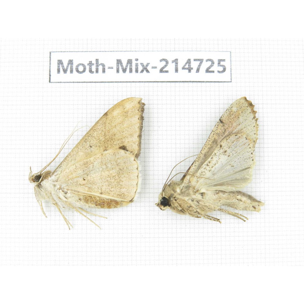 Moths sp. China, Guizhou, Qiandongnan, Congjiang county.2Pcs. Moth-Mix-214725.