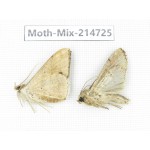 Moths sp. China, Guizhou, Qiandongnan, Congjiang county.2Pcs. Moth-Mix-214725.