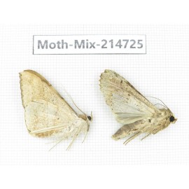 Moths sp. China, Guizhou, Qiandongnan, Congjiang county.2Pcs. Moth-Mix-214725.