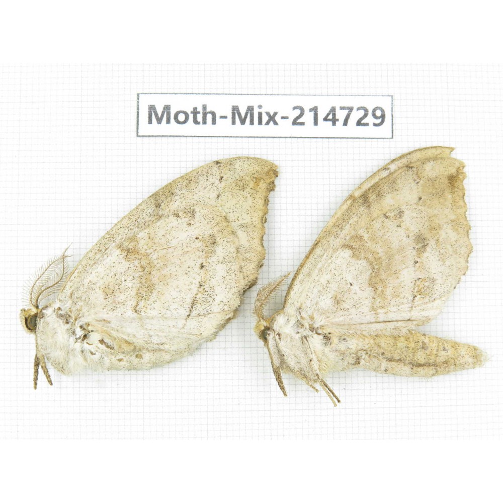 Moths sp. China, Guizhou, Qiandongnan, Congjiang county.2Pcs. Moth-Mix-214729.