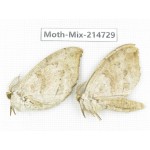 Moths sp. China, Guizhou, Qiandongnan, Congjiang county.2Pcs. Moth-Mix-214729.