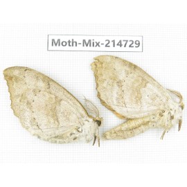 Moths sp. China, Guizhou, Qiandongnan, Congjiang county.2Pcs. Moth-Mix-214729.
