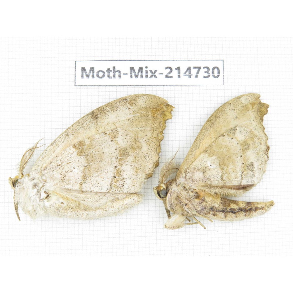 Moths sp. China, Guizhou, Qiandongnan, Congjiang county.2Pcs. Moth-Mix-214730.