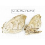 Moths sp. China, Guizhou, Qiandongnan, Congjiang county.2Pcs. Moth-Mix-214730.