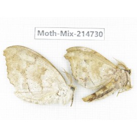 Moths sp. China, Guizhou, Qiandongnan, Congjiang county.2Pcs. Moth-Mix-214730.