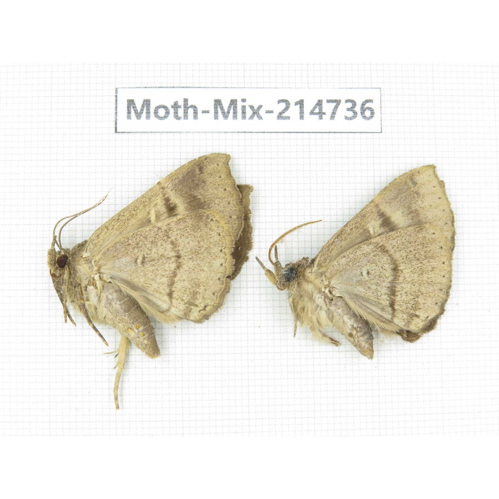Moths sp. China, Guizhou, Qiandongnan, Congjiang county.2Pcs. Moth-Mix-214736.