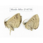Moths sp. China, Guizhou, Qiandongnan, Congjiang county.2Pcs. Moth-Mix-214736.