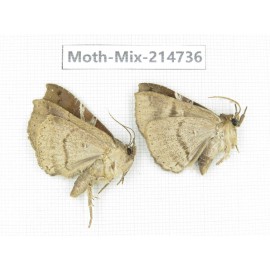 Moths sp. China, Guizhou, Qiandongnan, Congjiang county.2Pcs. Moth-Mix-214736.