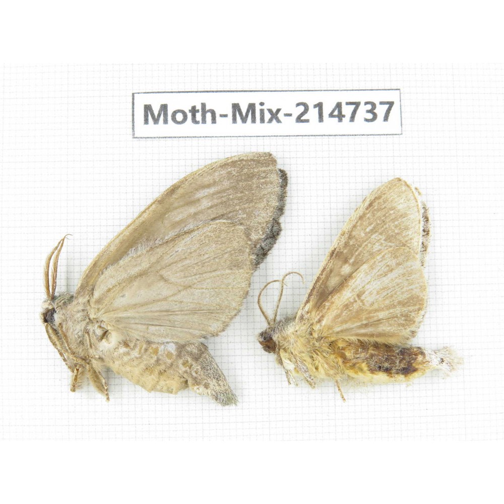 Moths sp. China, Guizhou, Qiandongnan, Congjiang county.2Pcs. Moth-Mix-214737.