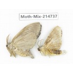 Moths sp. China, Guizhou, Qiandongnan, Congjiang county.2Pcs. Moth-Mix-214737.