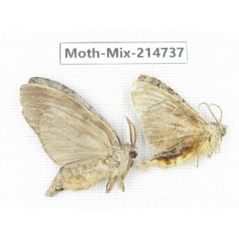 Moths sp. China, Guizhou, Qiandongnan, Congjiang county.2Pcs. Moth-Mix-214737.