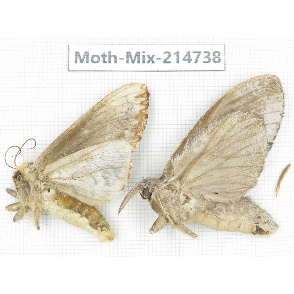 Moths sp. China, Guizhou, Qiandongnan, Congjiang county.2Pcs. Moth-Mix-214738.