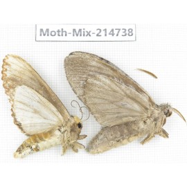 Moths sp. China, Guizhou, Qiandongnan, Congjiang county.2Pcs. Moth-Mix-214738.