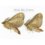 Moths sp. China, Guizhou, Qiandongnan, Congjiang county.2Pcs. Moth-Mix-214755.