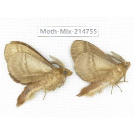 Moths sp. China, Guizhou, Qiandongnan, Congjiang county.2Pcs. Moth-Mix-214755.