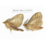 Moths sp. China, Guizhou, Qiandongnan, Congjiang county.2Pcs. Moth-Mix-214757.
