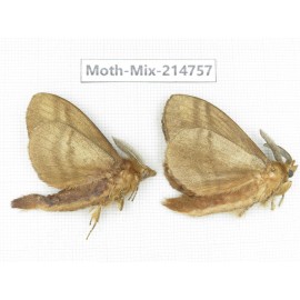 Moths sp. China, Guizhou, Qiandongnan, Congjiang county.2Pcs. Moth-Mix-214757.
