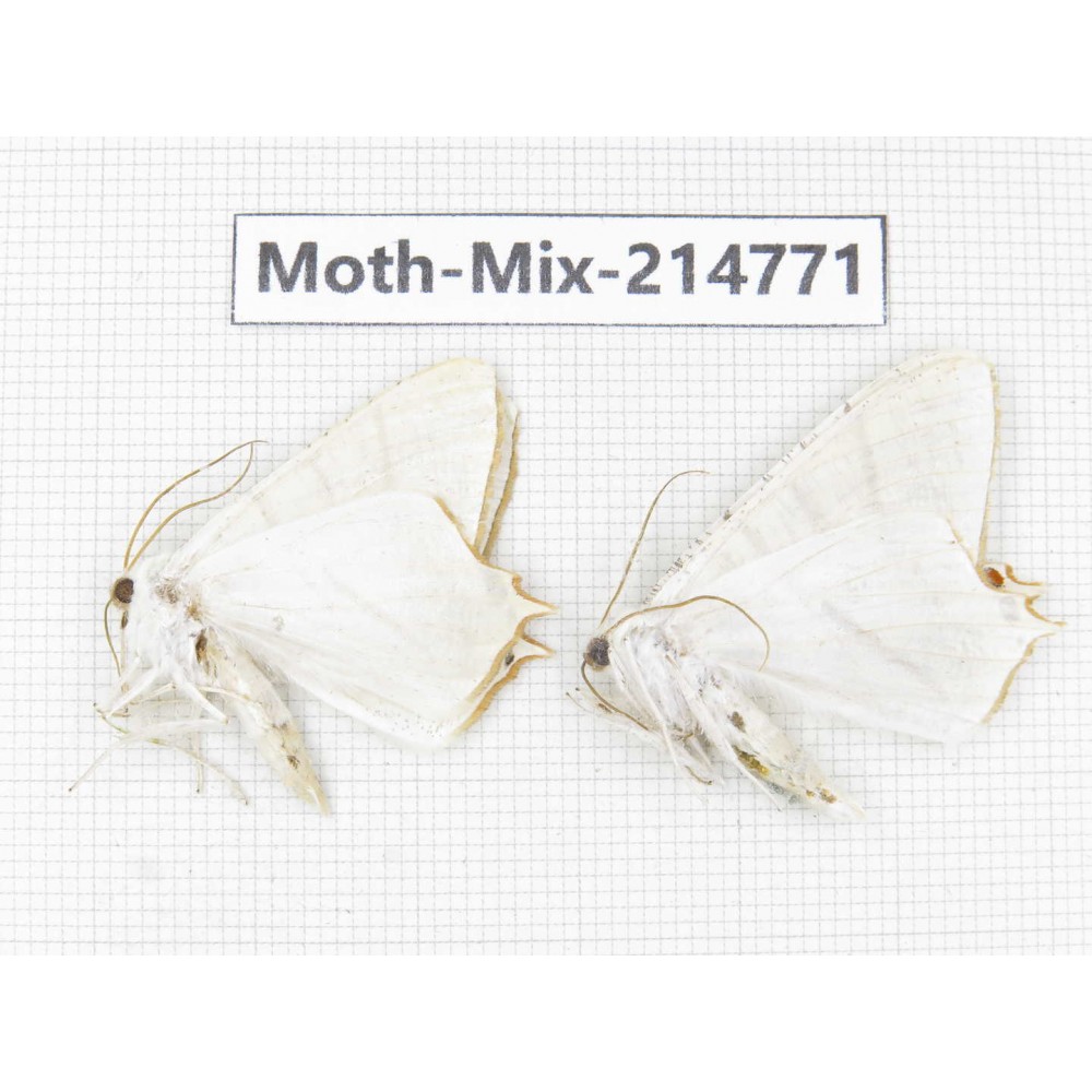 Moths sp. China, Guizhou, Qiandongnan, Congjiang county.2Pcs. Moth-Mix-214771.