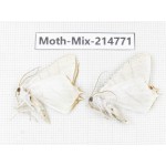 Moths sp. China, Guizhou, Qiandongnan, Congjiang county.2Pcs. Moth-Mix-214771.
