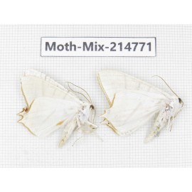 Moths sp. China, Guizhou, Qiandongnan, Congjiang county.2Pcs. Moth-Mix-214771.