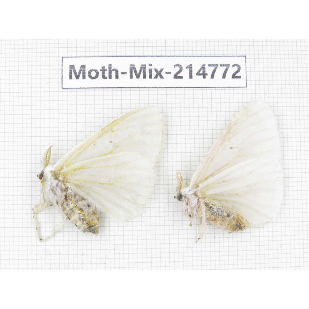 Moths sp. China, Guizhou, Qiandongnan, Congjiang county.2Pcs. Moth-Mix-214772.