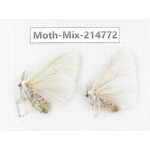 Moths sp. China, Guizhou, Qiandongnan, Congjiang county.2Pcs. Moth-Mix-214772.