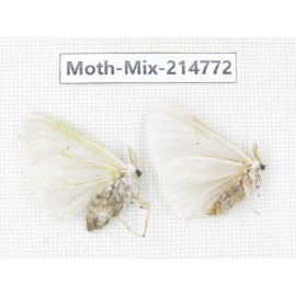 Moths sp. China, Guizhou, Qiandongnan, Congjiang county.2Pcs. Moth-Mix-214772.