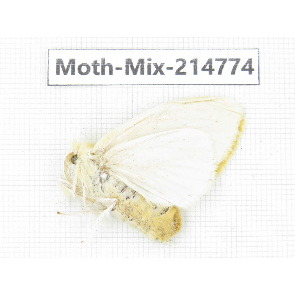 Moths sp. China, Guizhou, Qiandongnan, Congjiang county.1Pcs. Moth-Mix-214774.