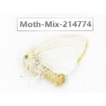 Moths sp. China, Guizhou, Qiandongnan, Congjiang county.1Pcs. Moth-Mix-214774.